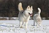 SIBERIAN HUSKY 459